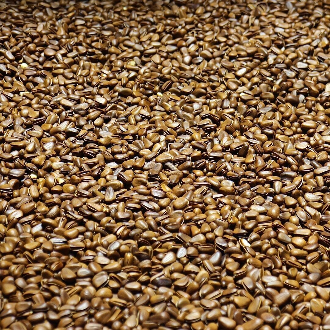 image of flaxseeds