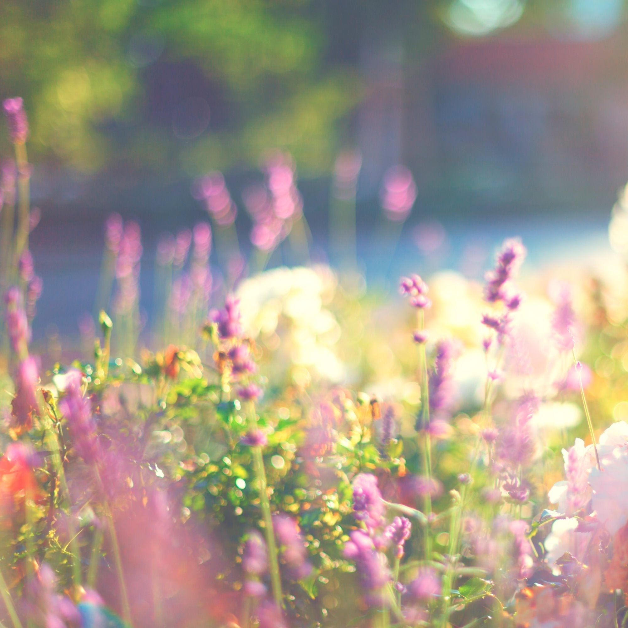 lavender plants in a field
