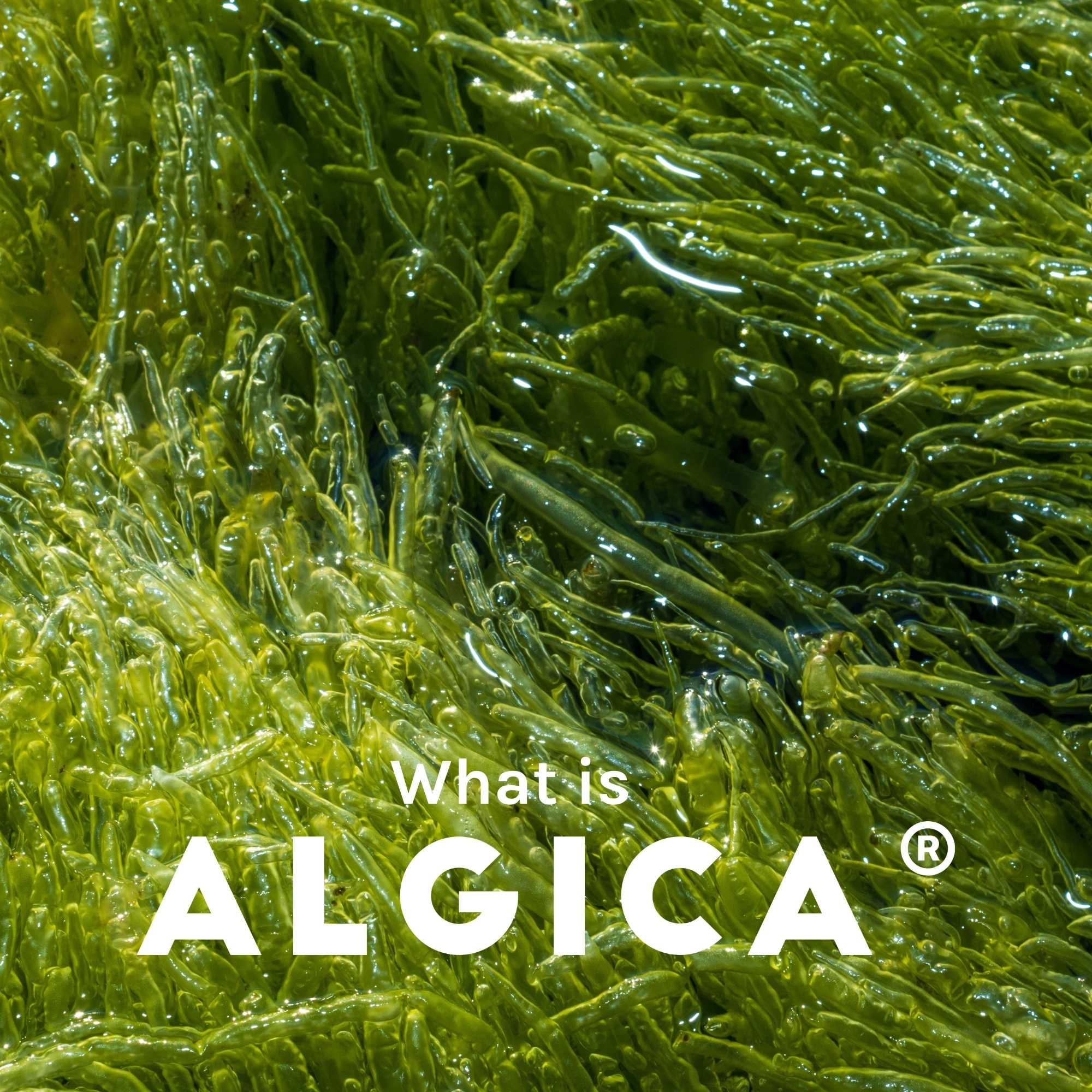 What is Algica? 