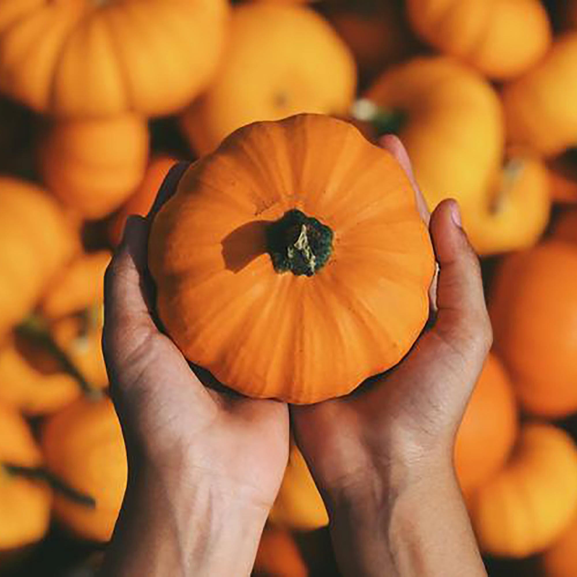woman holding pumpkin