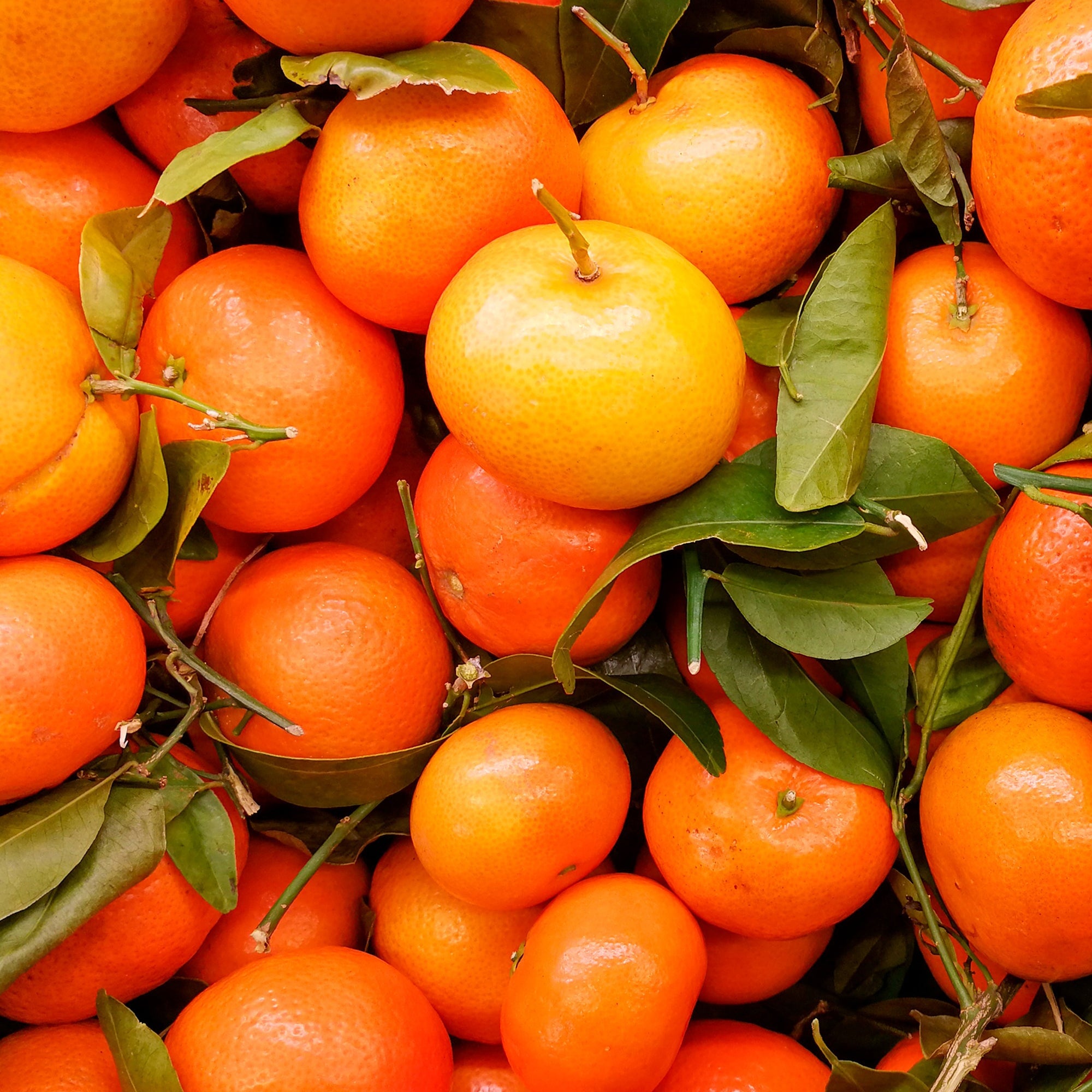 bundle of oranges