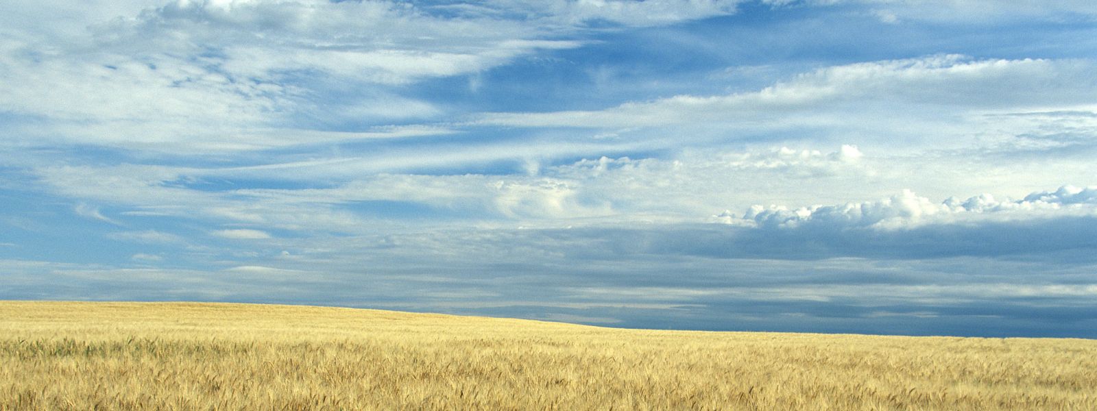 wheat field with blue sky