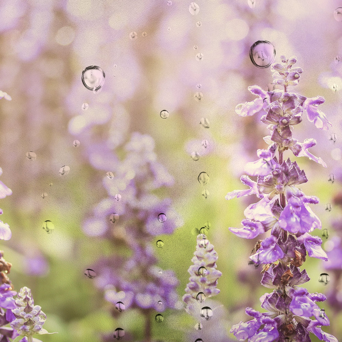 image of lavender