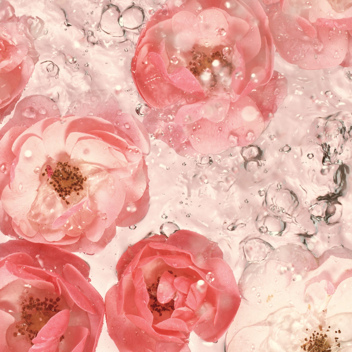 image of roses