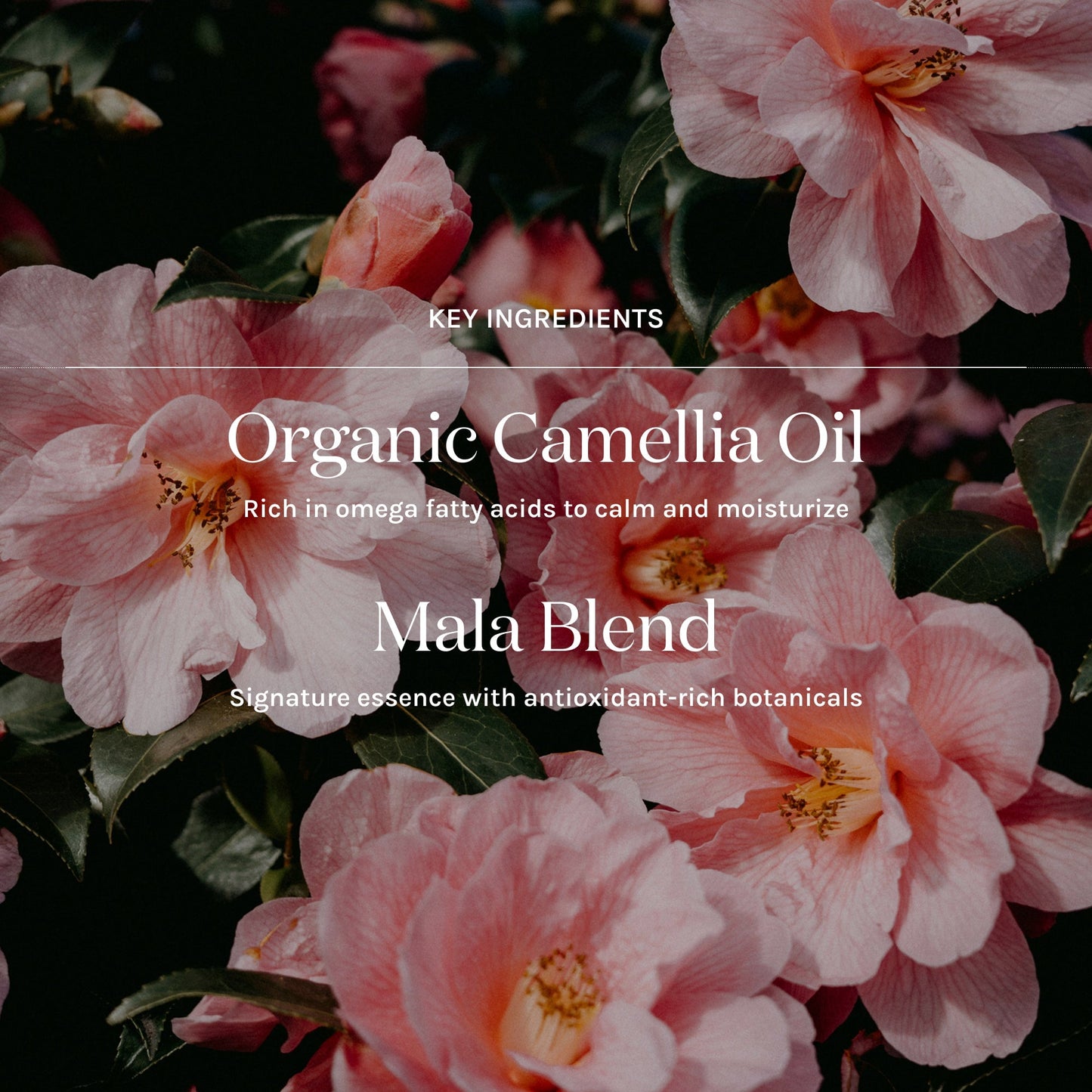 Essential Peptide Serum