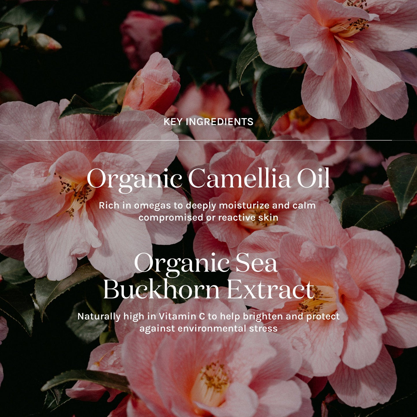 Essential Serum Balm