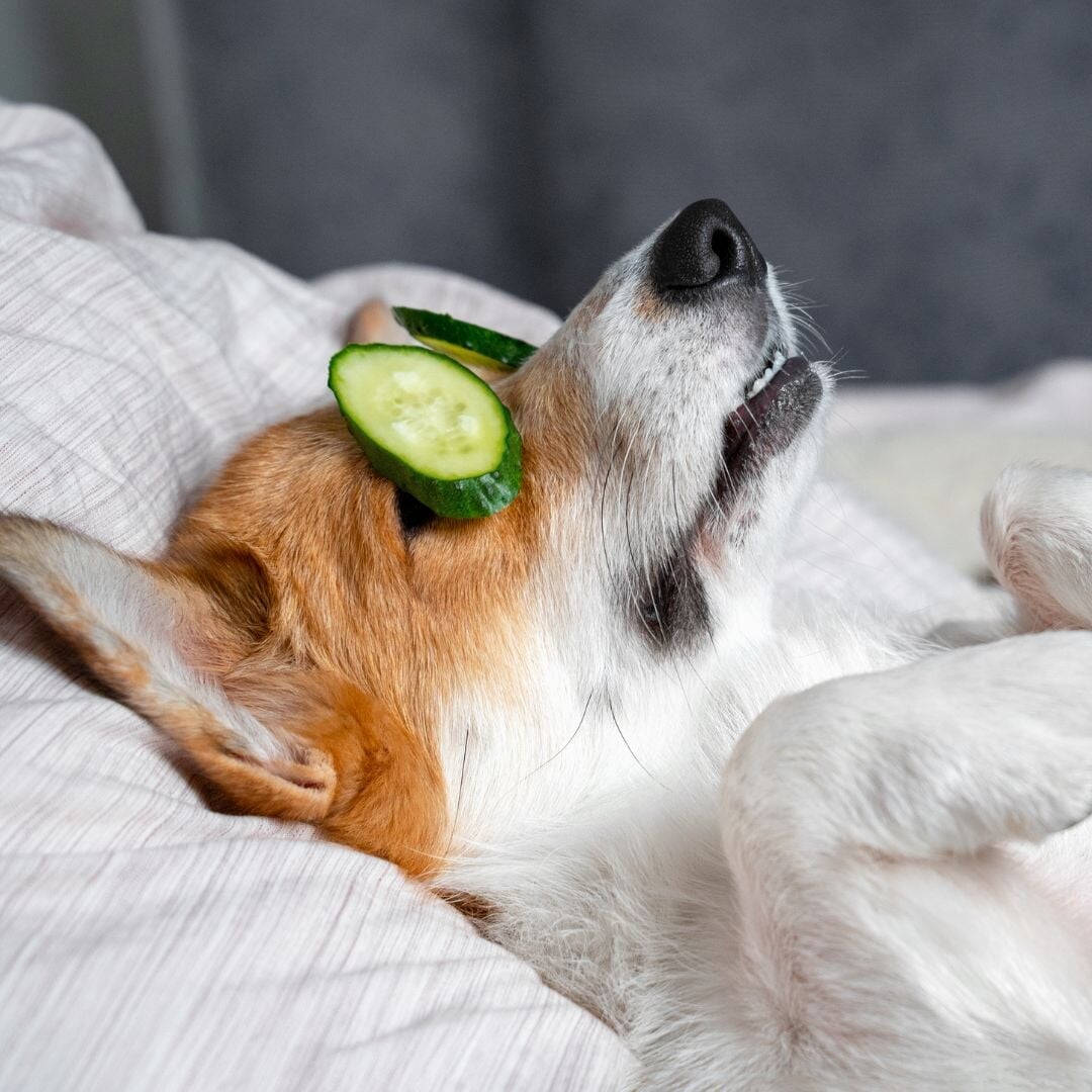 dog snuggling under covers