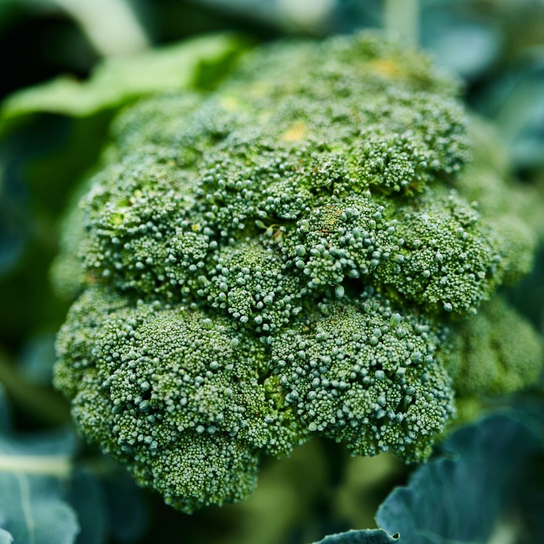 broccoli