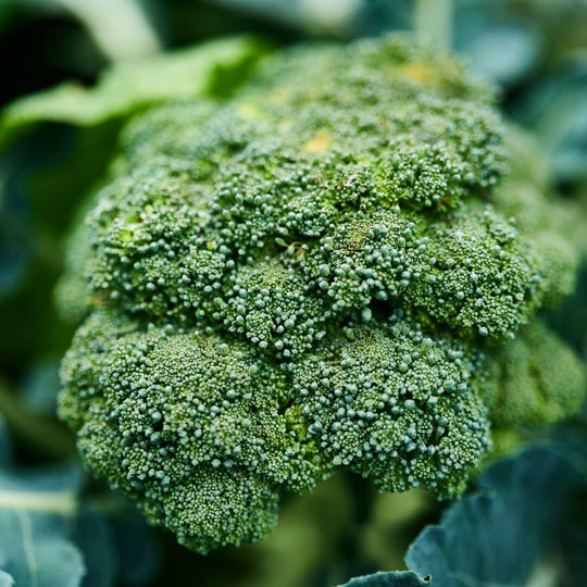 broccoli