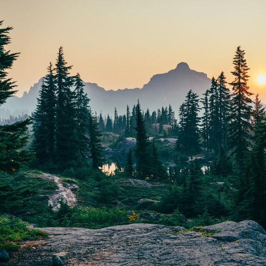 image of the forest with a mountain in the background