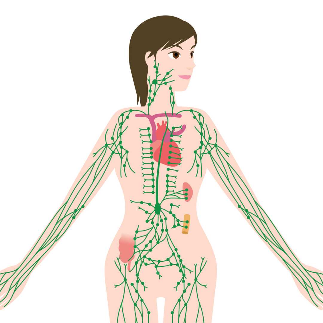 drawing of a woman's internal lymphatic system