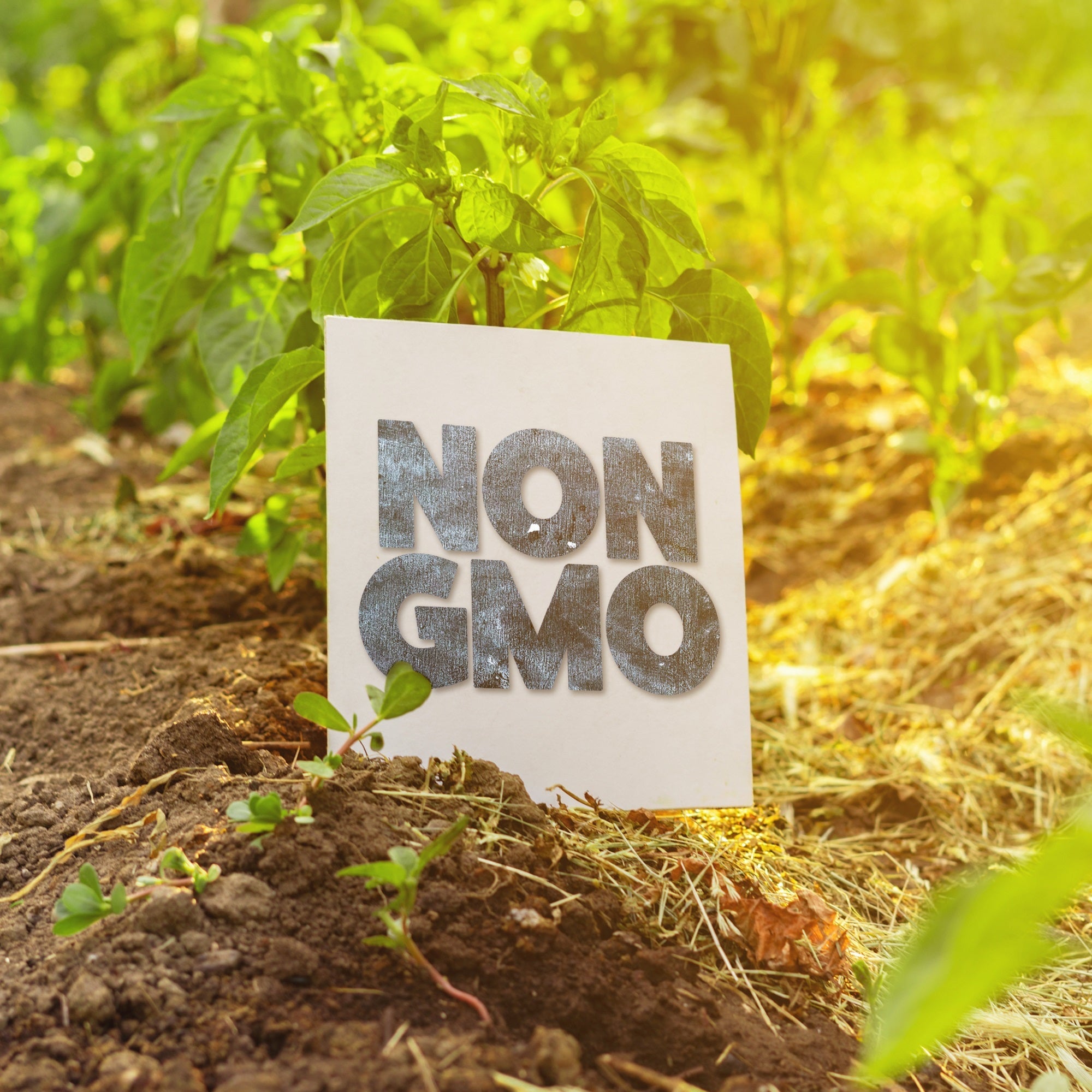 Non-GMO sign in dirt