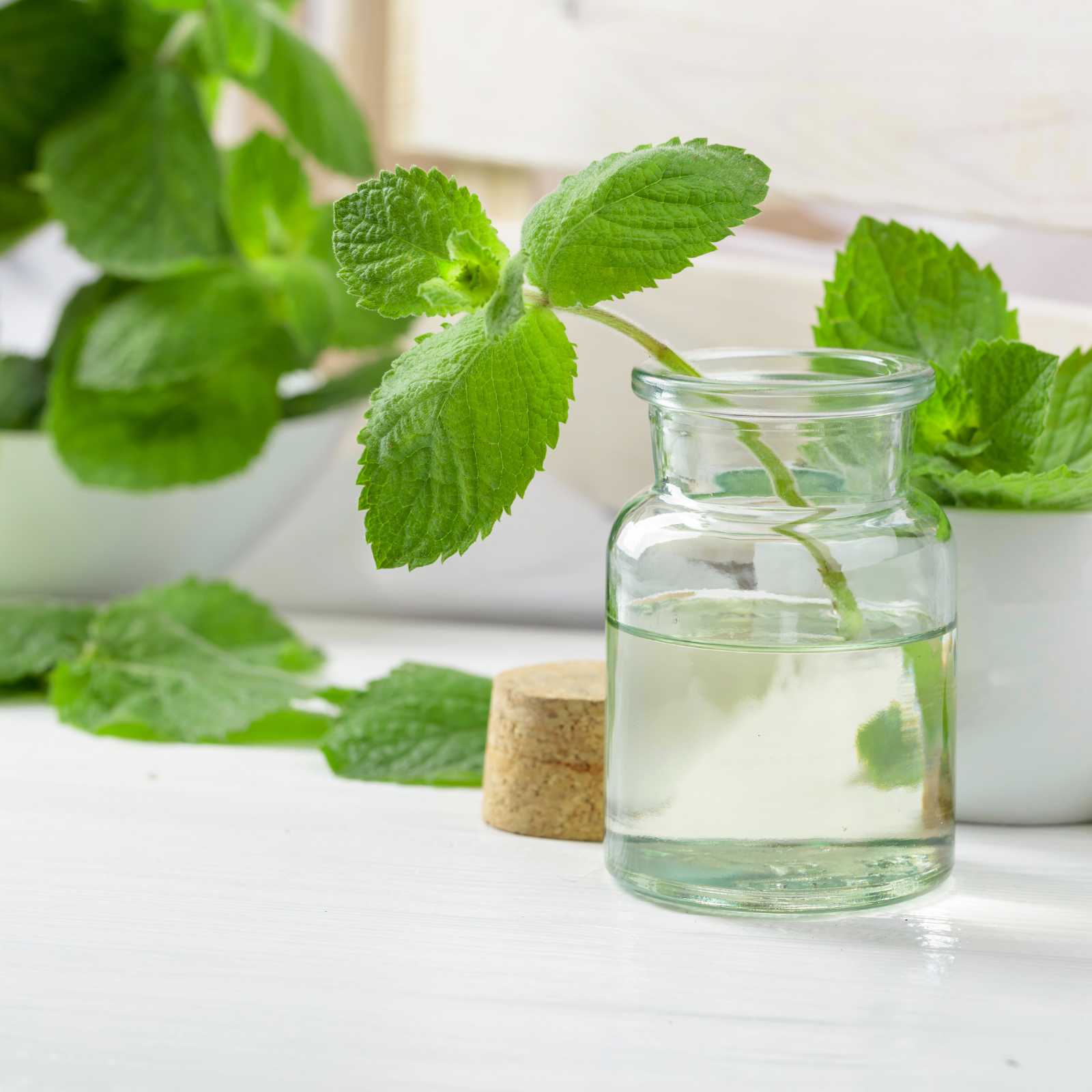 Peppermint Leaves in water