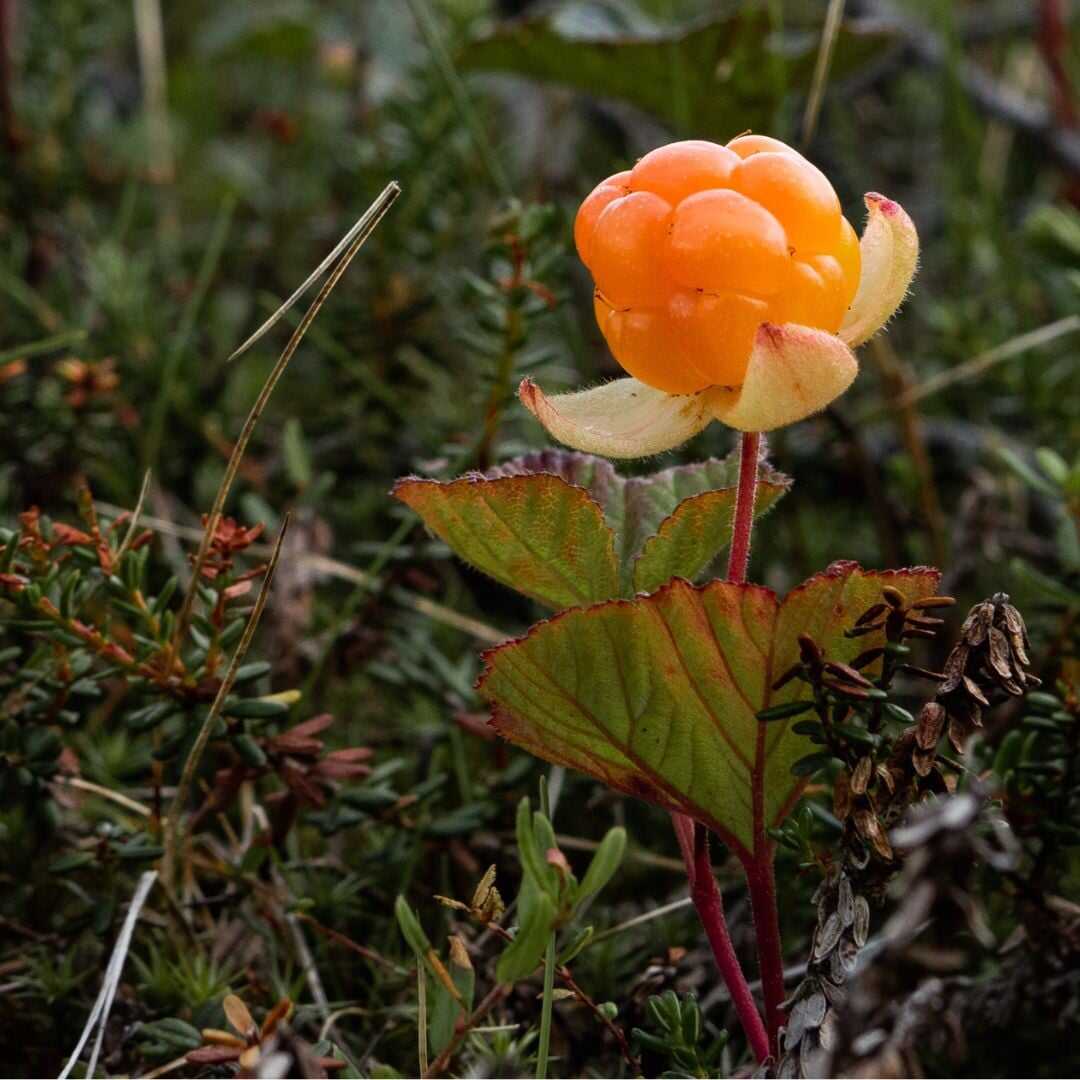 image of a cloudberry in the forest