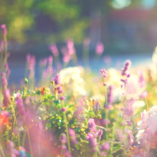 lavender plants in a field