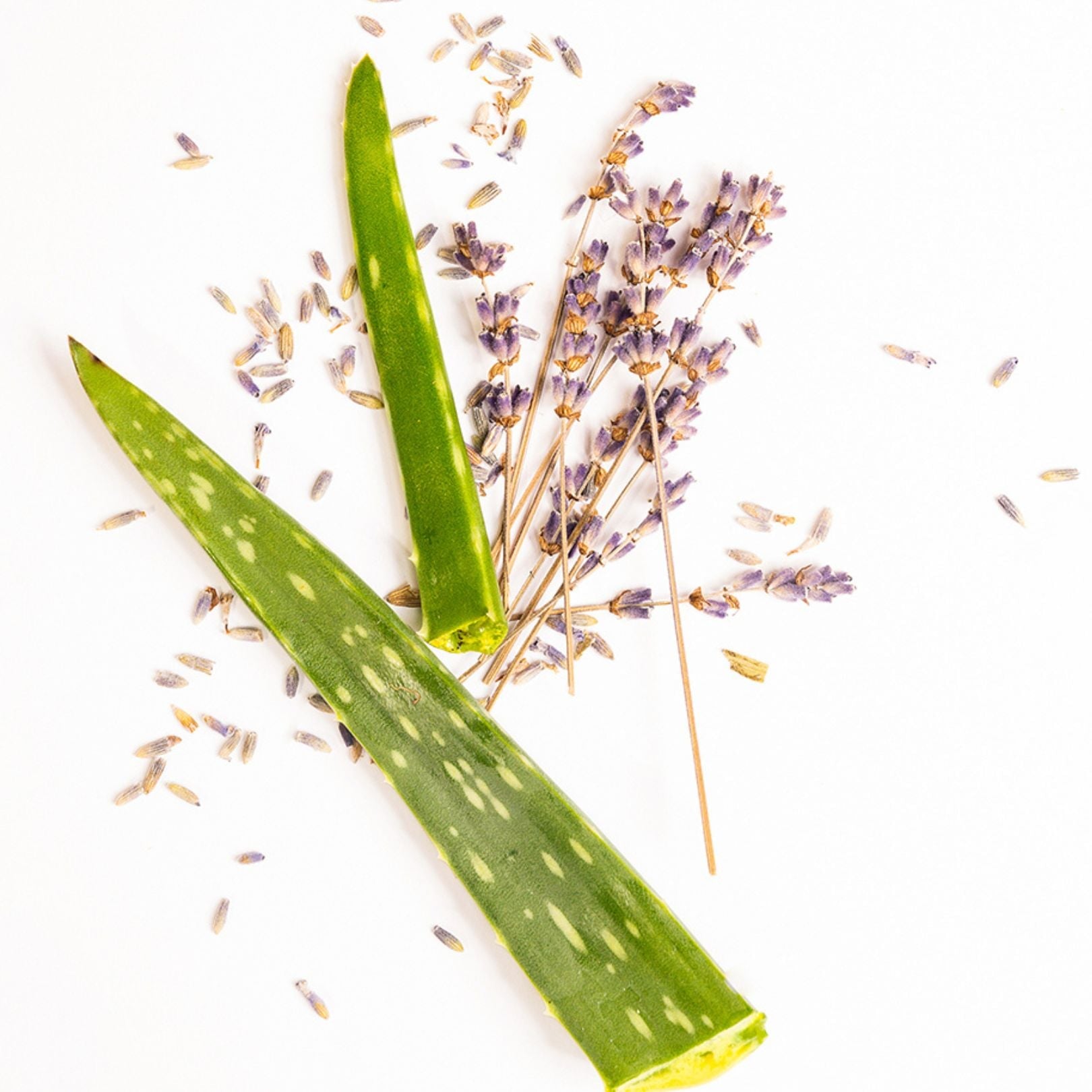 lavender and aloe vera on a white background