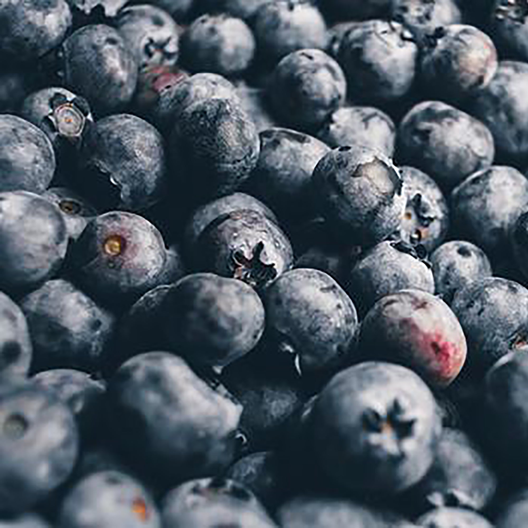 bushel of blueberries