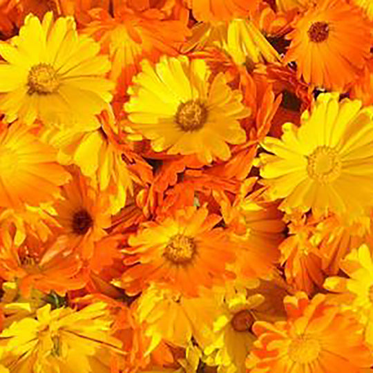 Calendula Officinalis for Skin