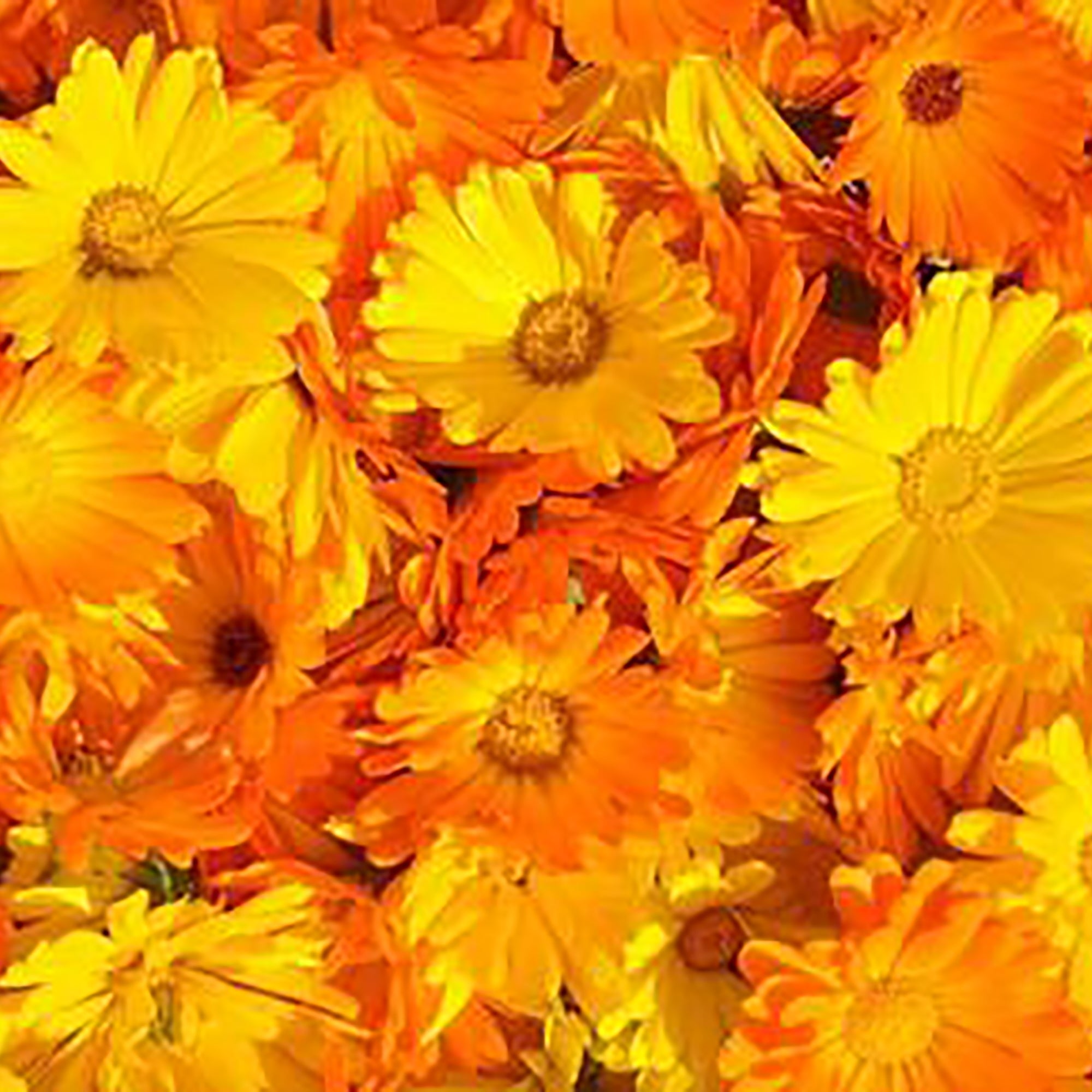 Calendula Officinalis for Skin