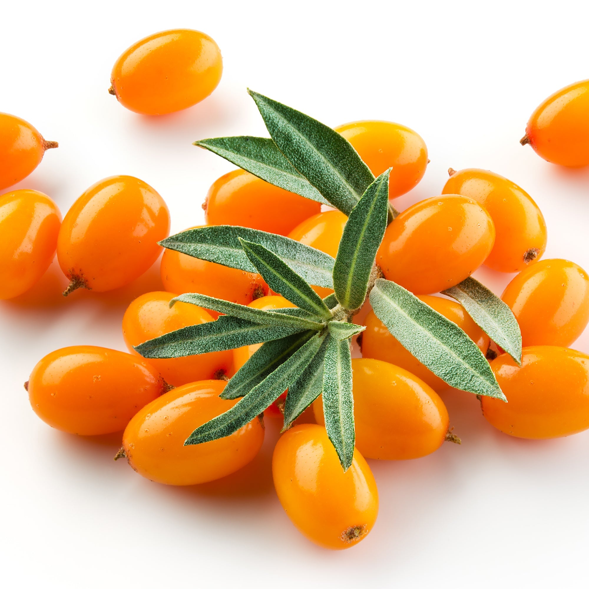 sea buckthorn berries on a white background