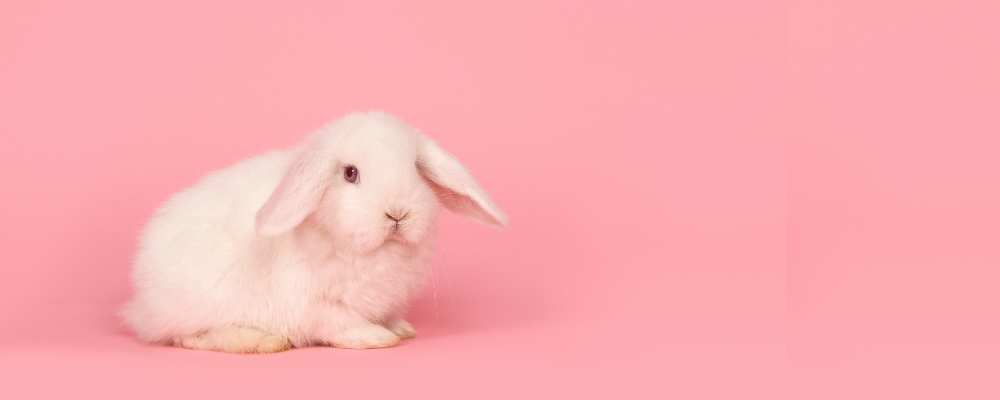 Bunny on Pink background